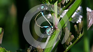 Insects - Blue-tailed Damselfly, Ischnura elegans