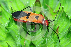 Insects on a bright orange