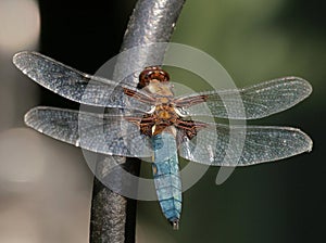 Insects - Broad Bodied Chaser Dragonfly