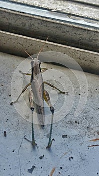 Insects bugs and crawling critters veggie eaters