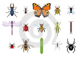 Insects and bugs, pests and midge set of icons from top view. on white photo