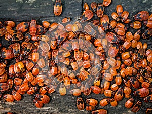 Insects bugs wood