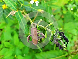 insects that can emit a pungent smell