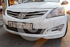 Insects on car paintwork, broken midges. Killed insects on the b