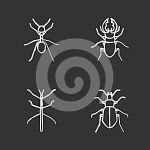 Insects chalk icons set photo