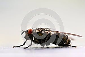 Insects close up. Beautiful macro shot of a fly