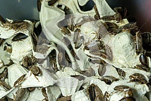 Insects cluster textured organic close-up brown entomology arthropods exoskeleton many detailed natural pattern aggregat