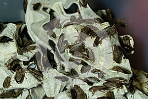 Insects cluster textured organic close-up brown entomology arthropods exoskeleton many detailed natural pattern aggregat