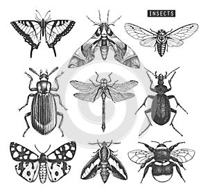 Vector collection of high detailed insects sketches. Hand drawn butterflies, beetles, dragonfly, cicada, bumblebee illustrations o photo