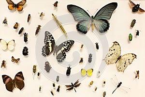 Insects collection