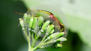 Insects - common green shieldbug, palomena prasina