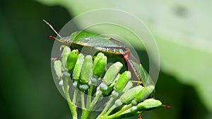 Insects - common green shieldbug, palomena prasina