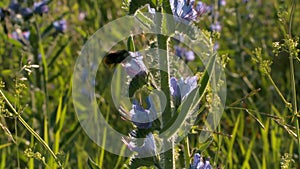 Insects. Creative.Green grass where bumblebees collect nectar from flowers and spiders weave webs in the sun.