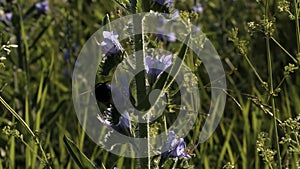 Insects. Creative.Green grass where bumblebees collect nectar from flowers and spiders weave webs in the sun.