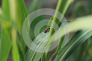 Insects and crops