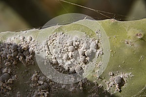 Insects Dactylopius coccus on the leaf of prickly pear photo