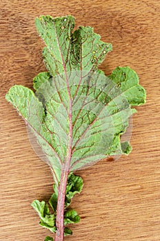 Insects On The Dorsal Side Of A Radish Leaf