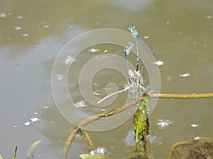 Insects dragonfly on the river