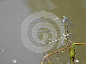 Insects dragonfly on the river r