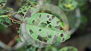 Insects eat Leaves Roses