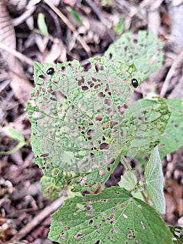 insects that eat leaves to form holes