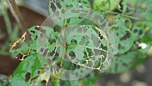 Insects eat Rose Flower