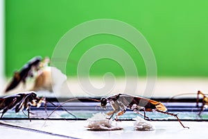 Insects eating dirt on the floor, cockroaches indoors on the floor, insect problem indoors, pest or infestation, copy space