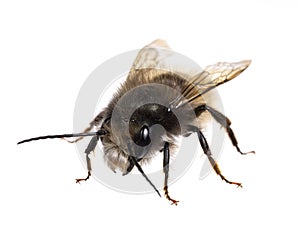 Insects of europe - bees: diagonal fron view of male Osmia cornuta European orchard bee german GehÃÂ¶rnte Mauerbiene  isolated on photo