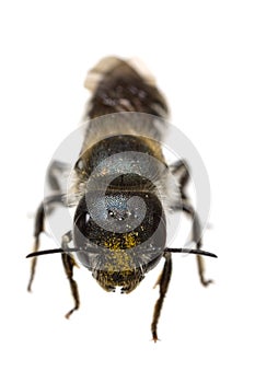 Insects of europe - bees: front view - head of female Osmia caerulescens blue mason bee  german Stahlblaue Mauerbiene  isolated photo