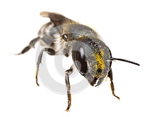 Insects of europe - bees: front view - head with pollen of female Osmia caerulescens blue mason bee  german Stahlblaue Mauerbiene photo