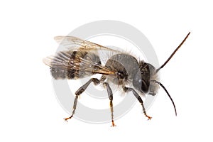 Insects of europe - bees: macro of male Osmia bicornis  red mason bee german Rote Mauerbiene  isolated on white background photo