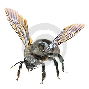 Insects of europe - bees: macro of male violet carpenter bee Xylocopa violacea german Blauschwarze Holzbiene  isolated on white