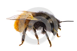 Insects of europe - bees: macro side view of female Osmia cornuta European orchard bee german GehÃÂ¶rnte Mauerbiene  isolated on photo