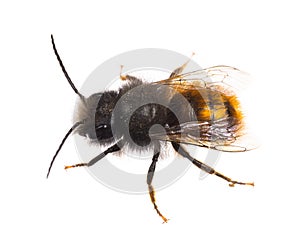 Insects of europe - bees: male Osmia cornuta European orchard bee german GehÃÂ¶rnte Mauerbiene  isolated on white background photo