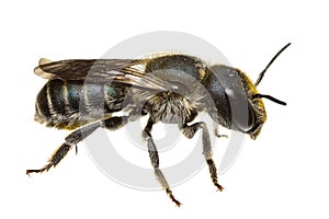 Insects of europe - bees: side view of female Osmia caerulescens blue mason bee  german Stahlblaue Mauerbiene  isolated on white photo