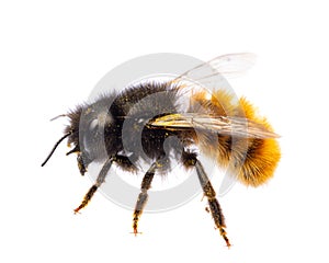 Insects of europe - bees: side view of female Osmia cornuta European orchard bee german GehÃÂ¶rnte Mauerbiene  isolated on white photo