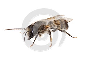 Insects of europe - bees: side view macro of male Osmia bicornis  red mason bee german Rote Mauerbiene  isolated on white photo