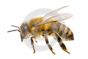 Insects of europe - bees: side view macro of western honey bee  Apis mellifera isolated on white background with wings spreaded