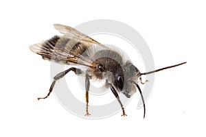 Insects of europe - bees: side view of male Osmia bicornis  red mason bee german Rote Mauerbiene  isolated on white background photo