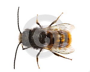 Insects of europe - bees: top view macro of male Osmia cornuta European orchard bee german GehÃÂ¶rnte Mauerbiene  isolated on photo