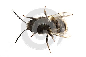 Insects of europe - bees: top view of male Osmia cornuta European orchard bee german GehÃÂ¶rnte Mauerbiene  isolated on white photo