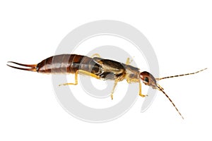 Insects of europe: macro of common earwig  Forficula auricularia german Gemeiner Ohrwurm  isolated on white background - side photo