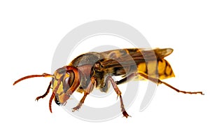 Insects of europe - wasps: macro of  european hornet   Vespa crabro - EuropÃ¤ische Hornisse   isolated on white background