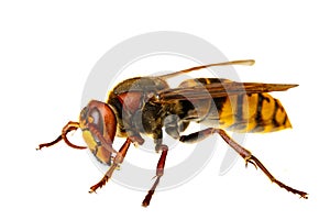 Insects of europe - wasps: macro of  european hornet   Vespa crabro - EuropÃ¤ische Hornisse   isolated on white background