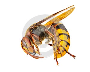 Insects of europe - wasps: macro of  european hornet   Vespa crabro - EuropÃ¤ische Hornisse   isolated on white background