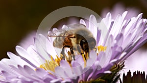 Insects - european honey bee, european honey bee, apis mellifera