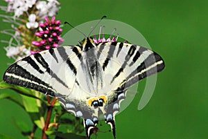 INSECTS- Extreme Close Up of a Beautiful Scarce Swallowtail Butterfly in Monaco