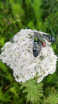 Insects fauna and flora of nature