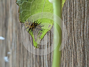 The insects feed on the leaves, clinging to the leaves