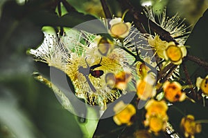 Insects that feed on pollen are in the garden.